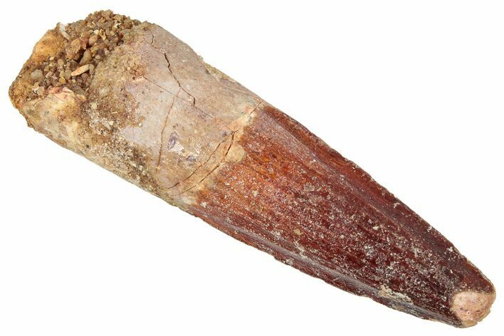 Fossil Spinosaurus Tooth - Real Dinosaur Tooth #348619
